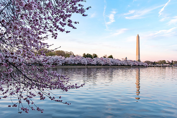 Potomac River Blossoms